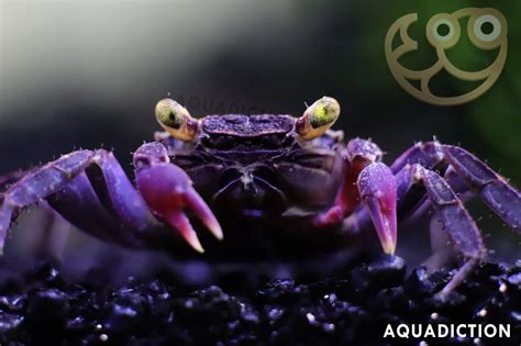 vampire crab tsuki|Vampire Crab (Geosesarma Dennerle): Ultimate Care .
